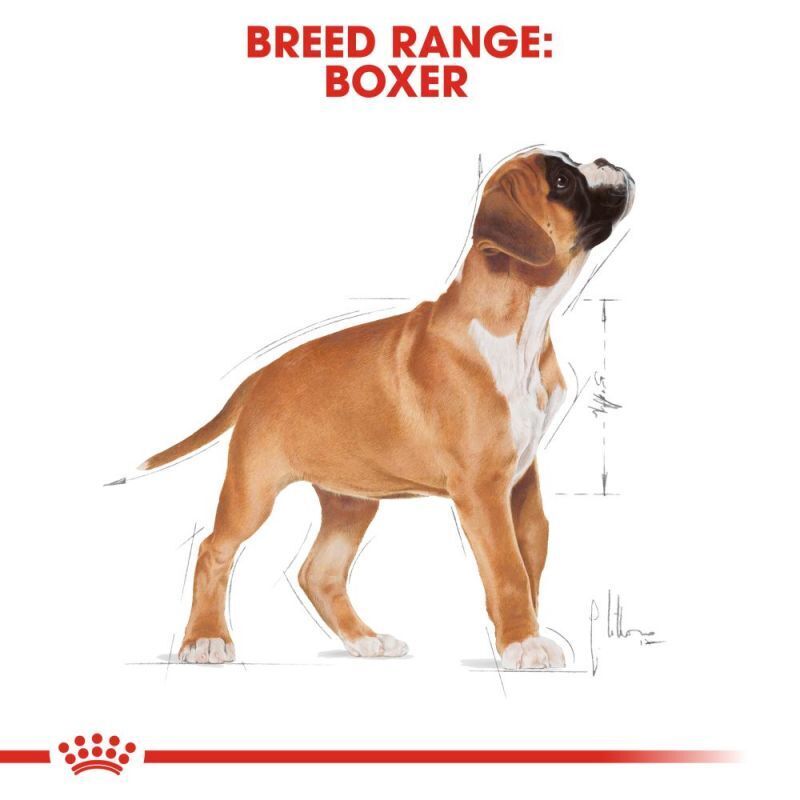 Royal Canin BOXER PUPPY Breed Health Nutrition Dry Dog Food 3 kg , 6 kg , 12 kg