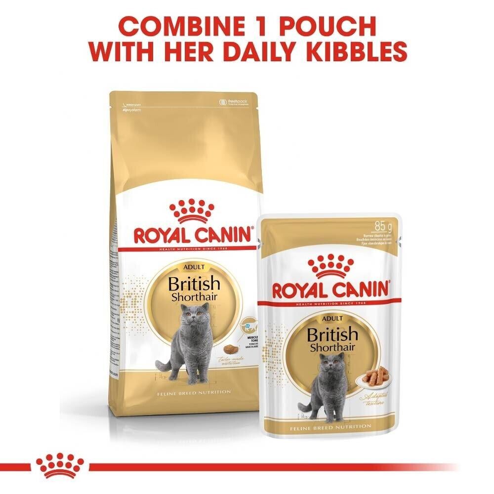 Royal Canin British Shorthair Cat Wet Food (in Gravy) - 12x85g, 48x85g Pouches