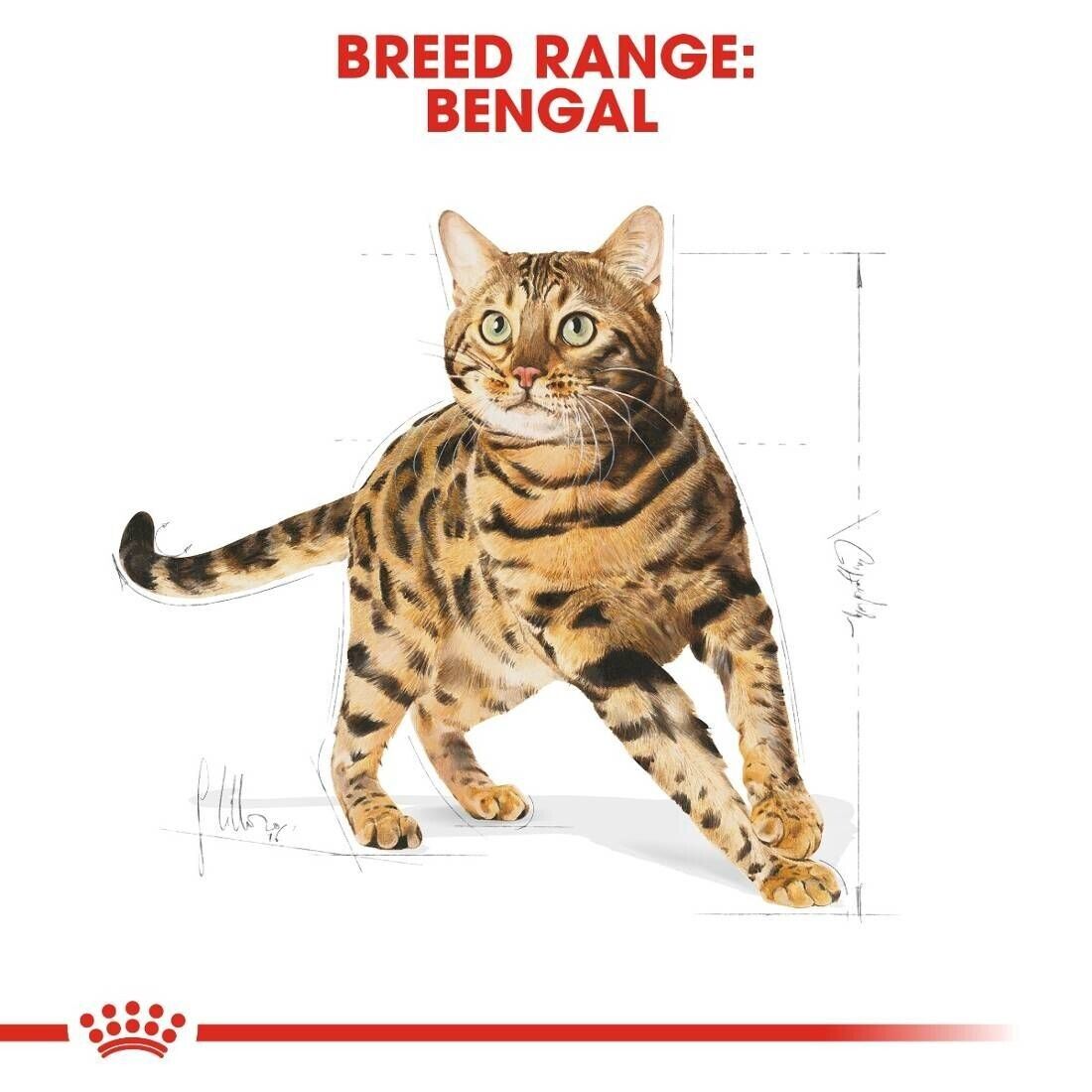 Royal Canin Adult Bengal Dry Cat Food - 400g, 2kg, 10kg