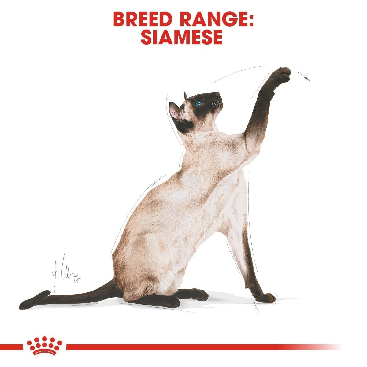 Royal Canin Adult Siamese Dry Cat Food - 400g, 2kg, 4kg, 10kg