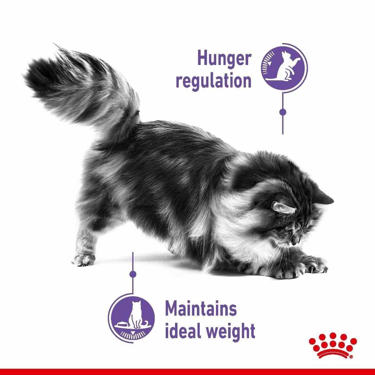 Royal Canin Care Appetite Control Dry Cat Food - 400g, 2kg, 3.5kg, 10kg