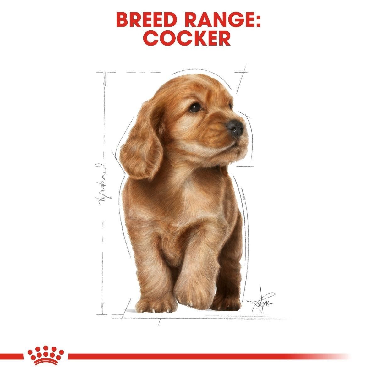 Royal Canin Cocker Spaniel Puppy Dry Dog Food - 3kg