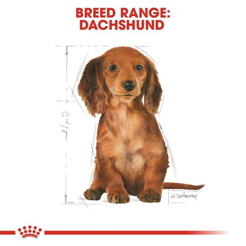 Royal Canin Dachshund Dry Puppy Food with Calcium and Phosphorus 1.5kg , 3kg