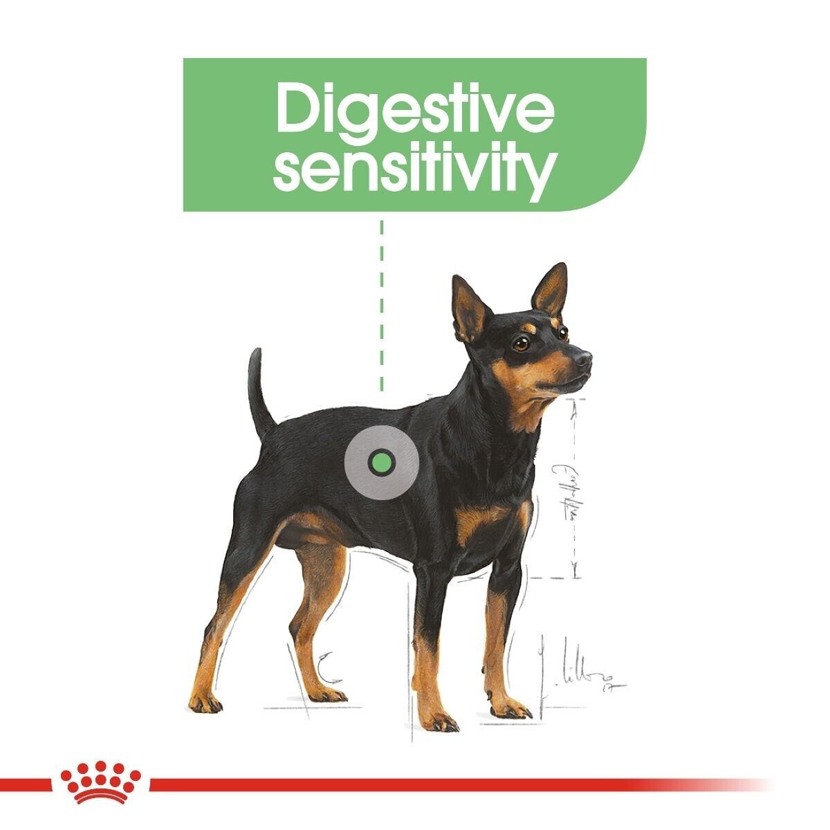 Royal Canin Digestive Care Mini Breed Adult Dry Dog Food - 3kg, 8kg