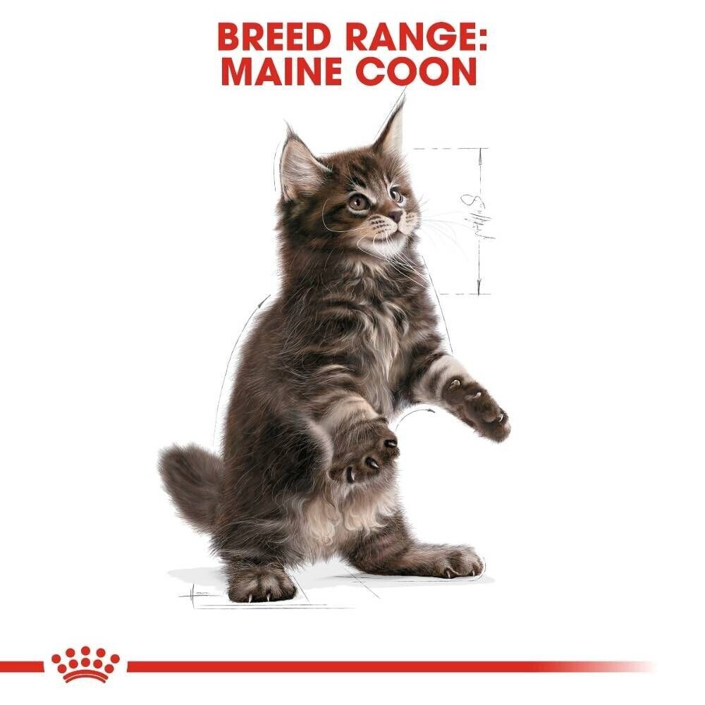 Royal Canin Maine Coon Kitten Dry Cat Food - 400g, 2kg, 4kg, 10kg