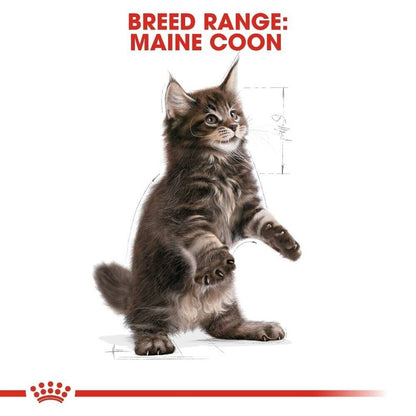 Royal Canin Maine Coon Kitten Dry Cat Food - 400g, 2kg, 4kg, 10kg