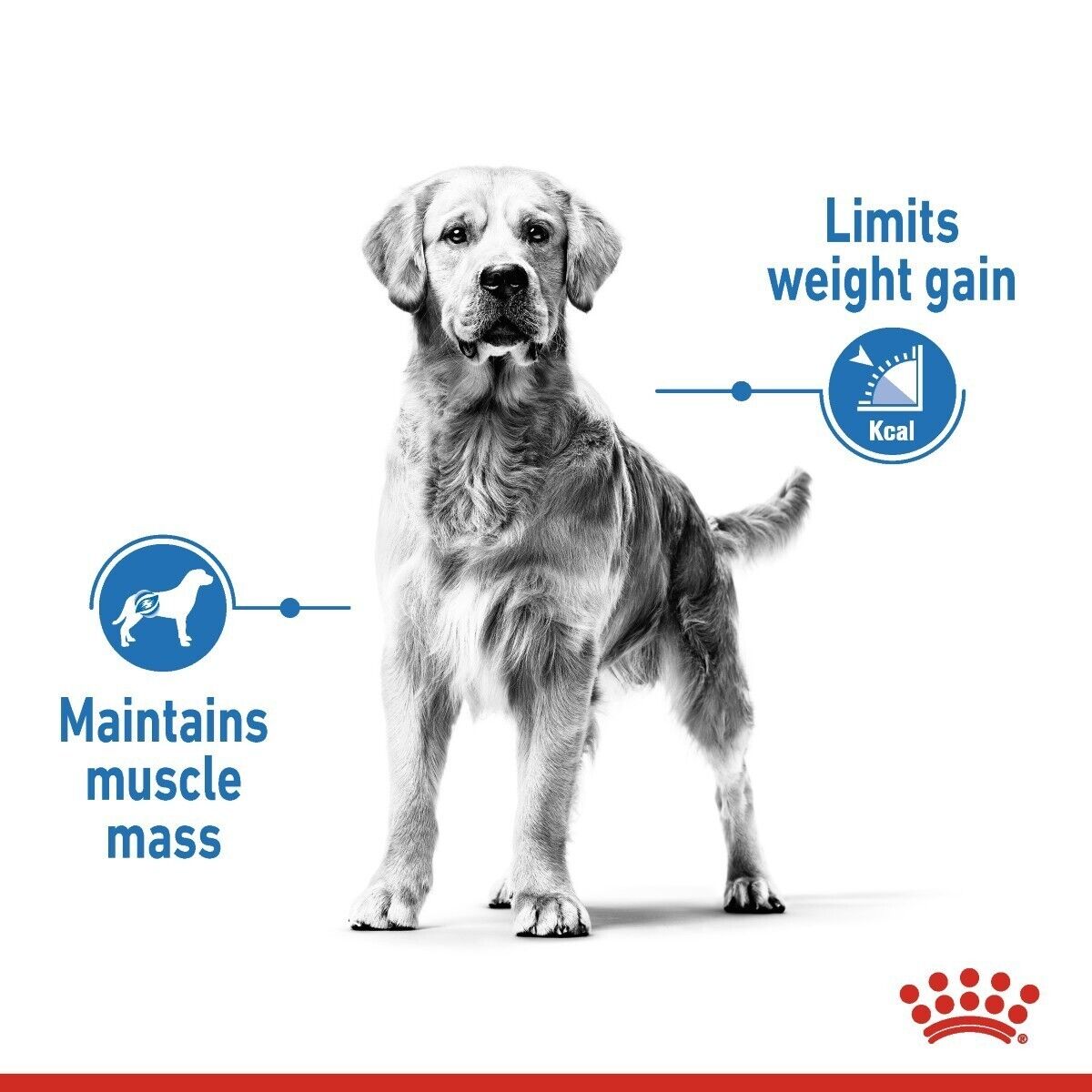 Royal Canin Medium Adult Light Weight Care Dry Dog Food - 3kg, 12kg