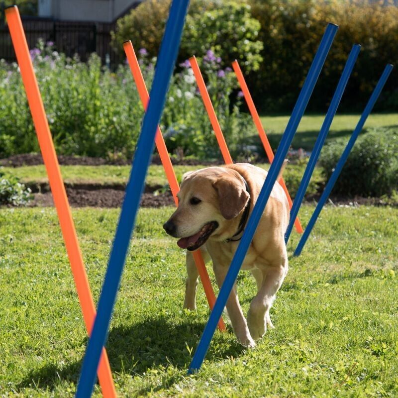 12 x Dog Agility Weave Poles Training Obstacles Slalom Equipment - Blue & Orange