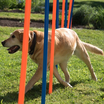 12 x Dog Agility Weave Poles Training Obstacles Slalom Equipment - Blue & Orange