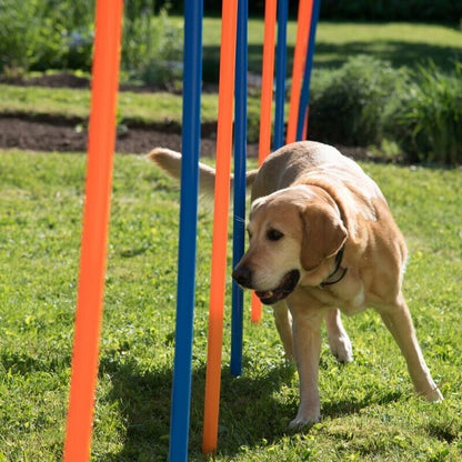 12 x Dog Agility Weave Poles Training Obstacles Slalom Equipment - Blue & Orange