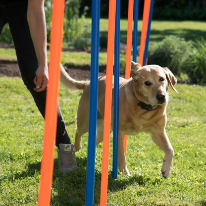 12 x Dog Agility Weave Poles Training Obstacles Slalom Equipment - Blue & Orange