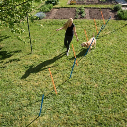 12 x Dog Agility Weave Poles Training Obstacles Slalom Equipment - Blue & Orange