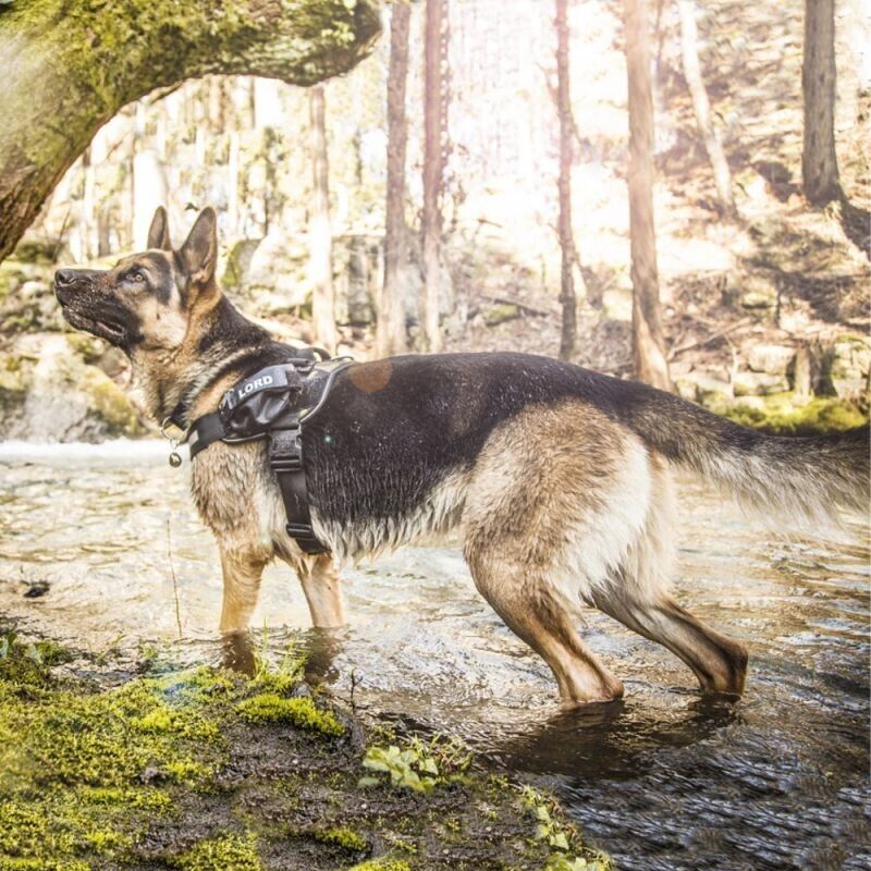 Julius K9 Dog Puppy Power Harness Strong Adjustable Reflective - Camouflage