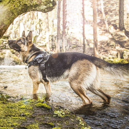 Julius K9 Dog Puppy Power Harness Strong Adjustable Reflective - Camouflage