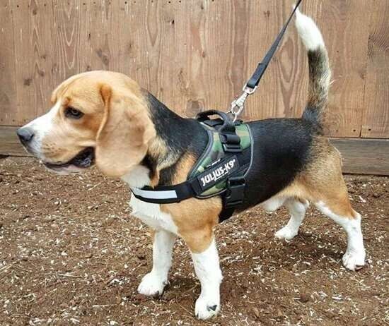 Julius K9 Dog Puppy Power Harness Strong Adjustable Reflective - Camouflage