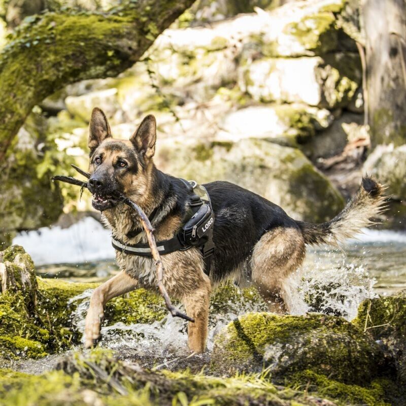 Julius K9 Dog Puppy Power Harness Strong Adjustable Reflective - Camouflage