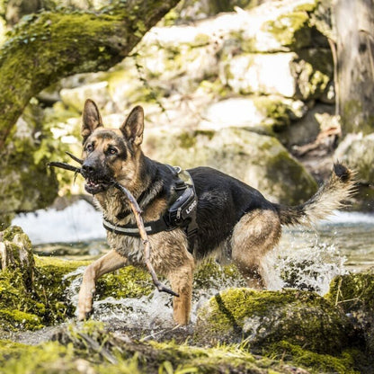 Julius K9 Dog Puppy Power Harness Strong Adjustable Reflective - Camouflage