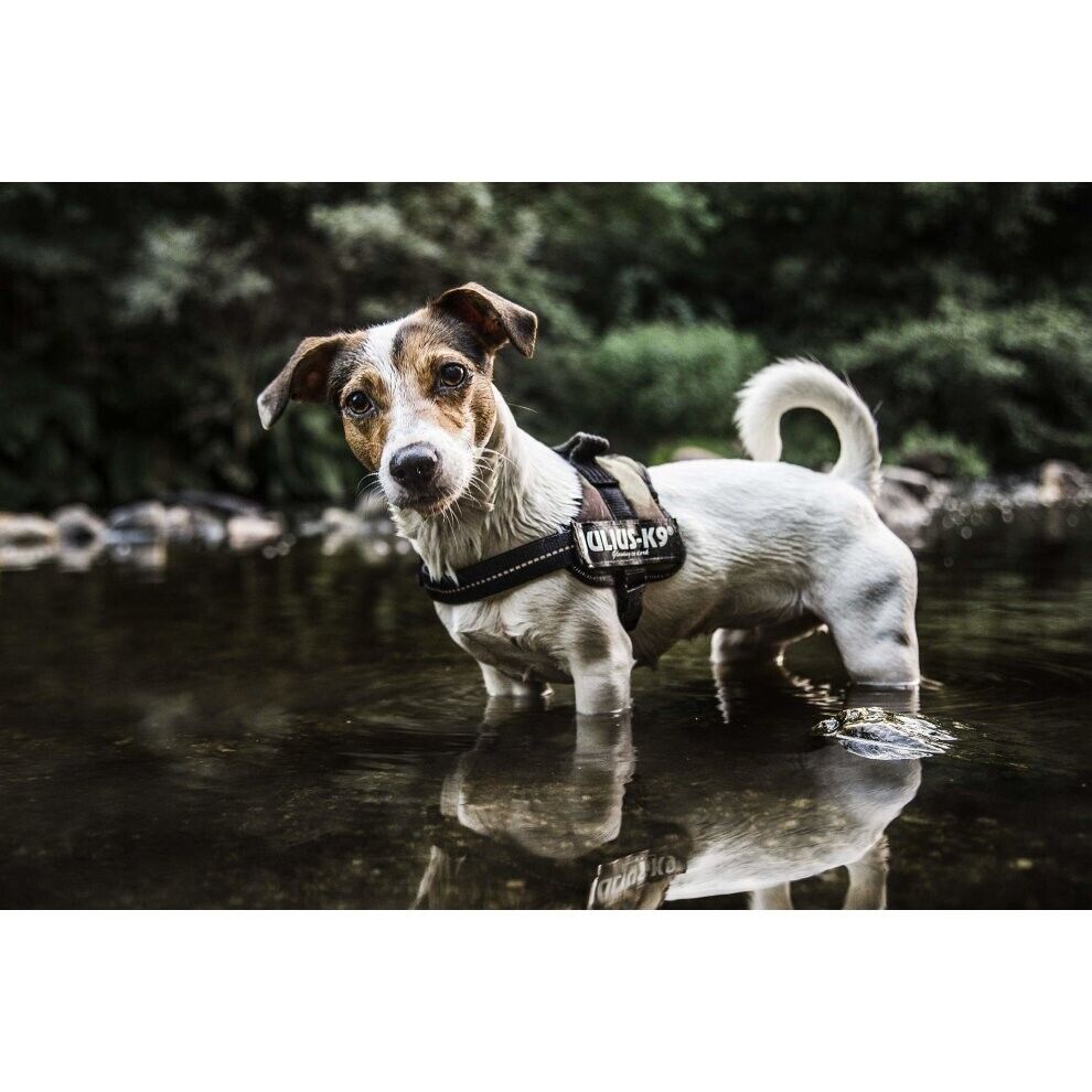 Julius K9 Dog Puppy Power Harness Strong Adjustable Reflective - Camouflage